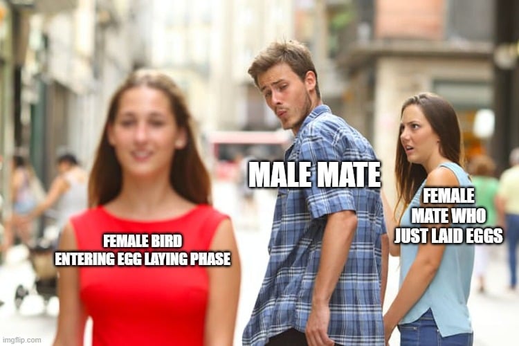 male mate meme