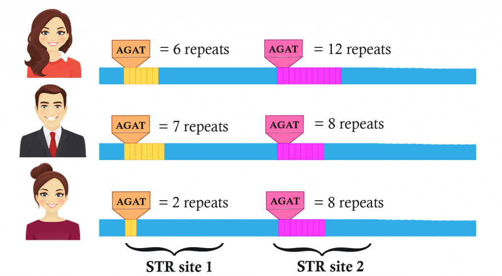 dna spot repeats