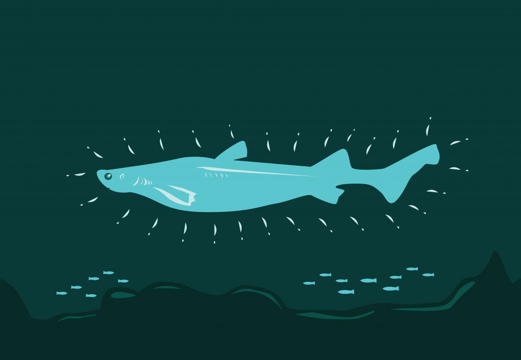 A kitefin shark glows in the dark by using its bioluminescence trait