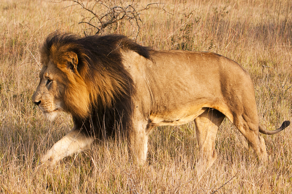 A,Male,Lion,,With,A,Full,,Dark,Mane,,Is,Moving