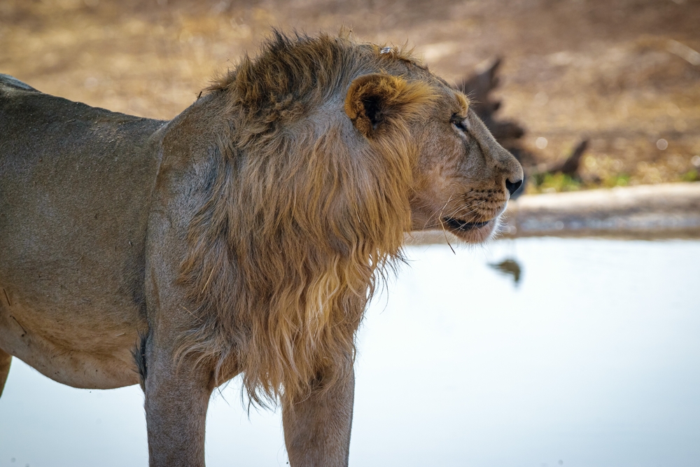 A,Young,Male,Lion,Strolling,His,Territory,At,Gir,National