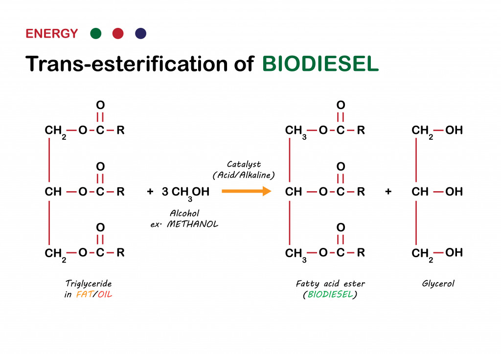 Alternative energy diagram show transesterification reaction from oil to biodiesel in fuel production (2)