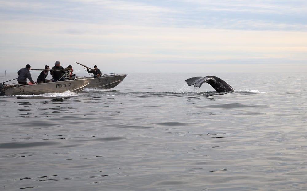 Chukotka,,Russia,-,September,9,,2011.,Arctic,Sea,Hunters,With