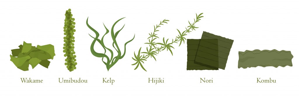 Cartoon seaweed set vector graphic illustration