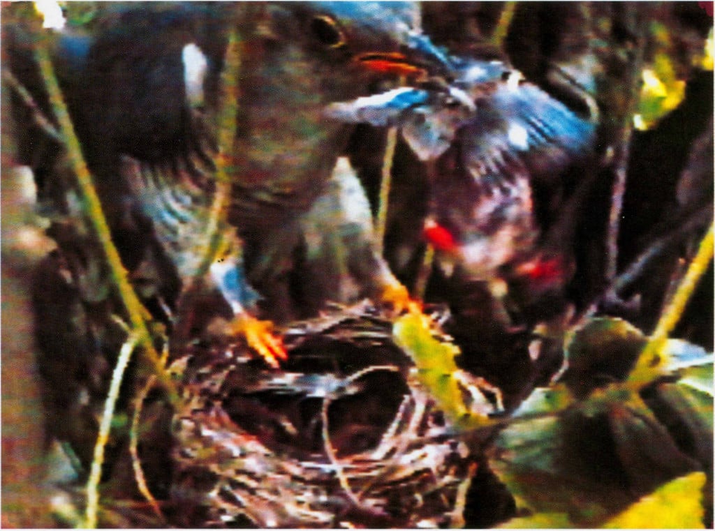 Cockoo tried to throw a nestling crow-tit