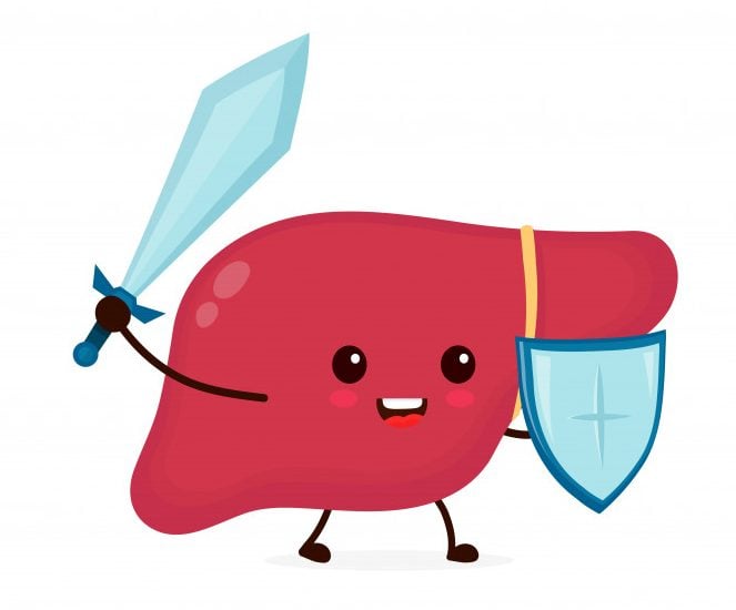 Cute strong happy smiling healthy liver with sword and shield fighting with virus