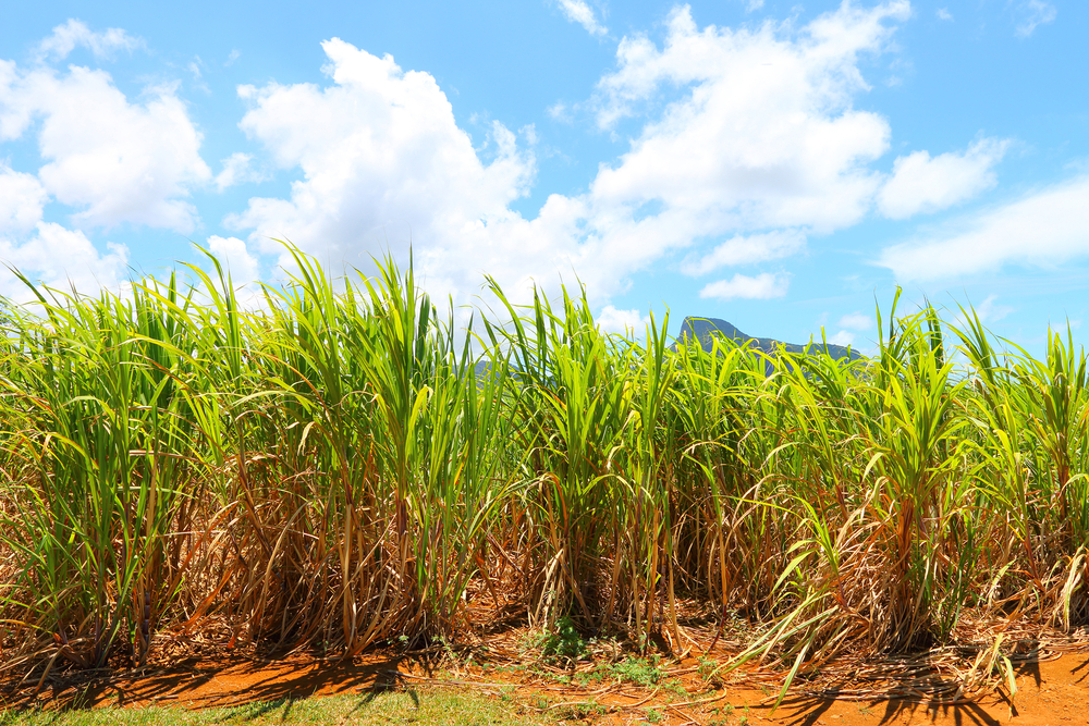 Plantation,Of,Sugar,Cane,On,Mauritius,Island.,Agriculture,In,Tropical