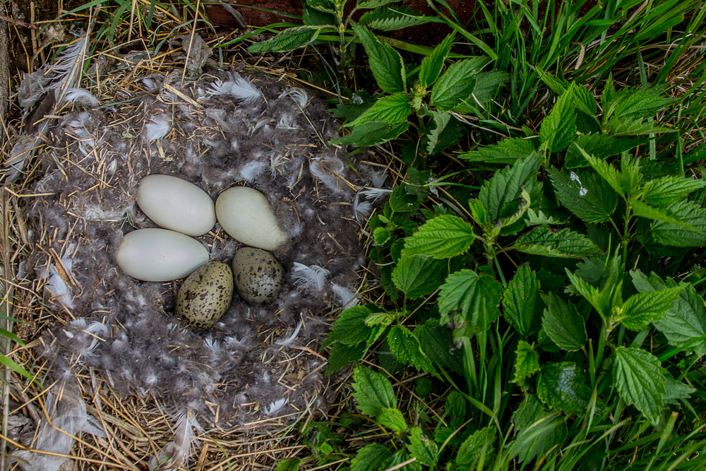 Example,Of,Brood,Parasitism,3.,Two,Herring,Gull,Eggs,In