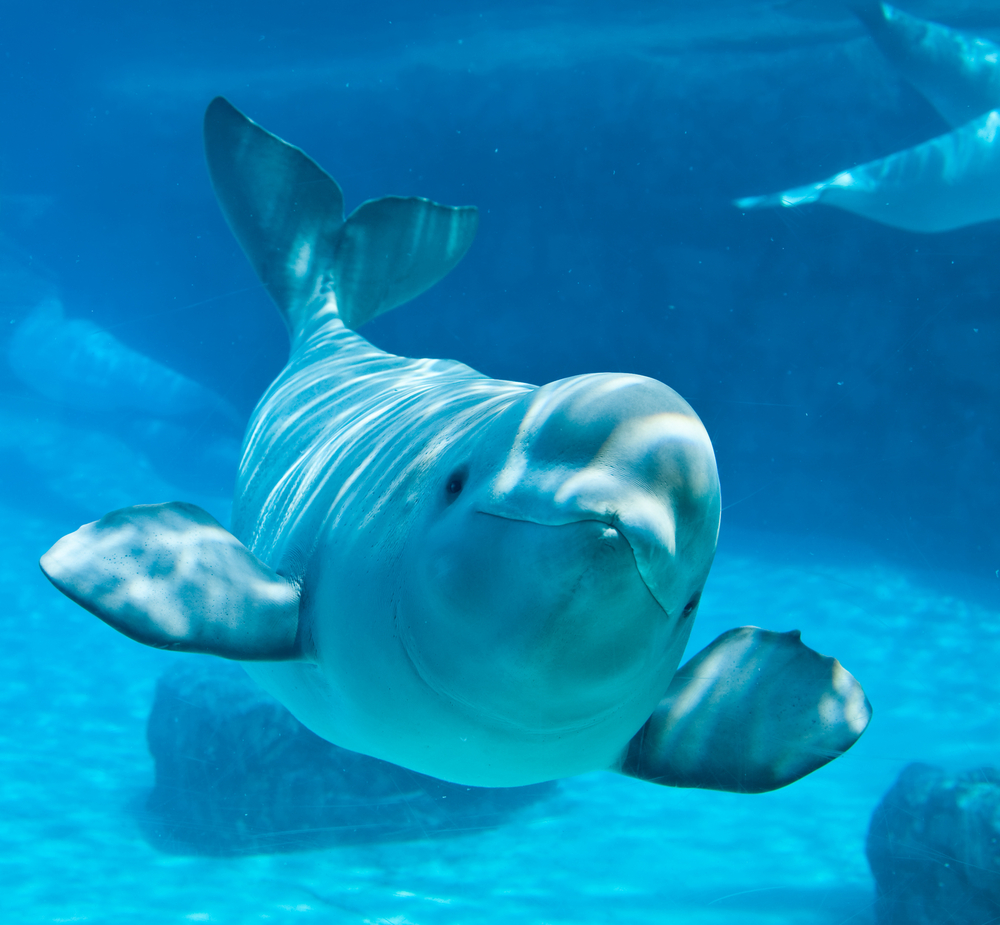 Friendly,Beluga,Whale