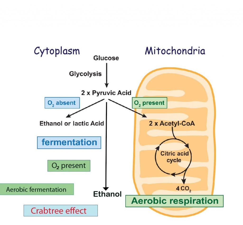 Glycolysis, Aerobic Respiration And Anaerobic Fermentation In One Scheme1
