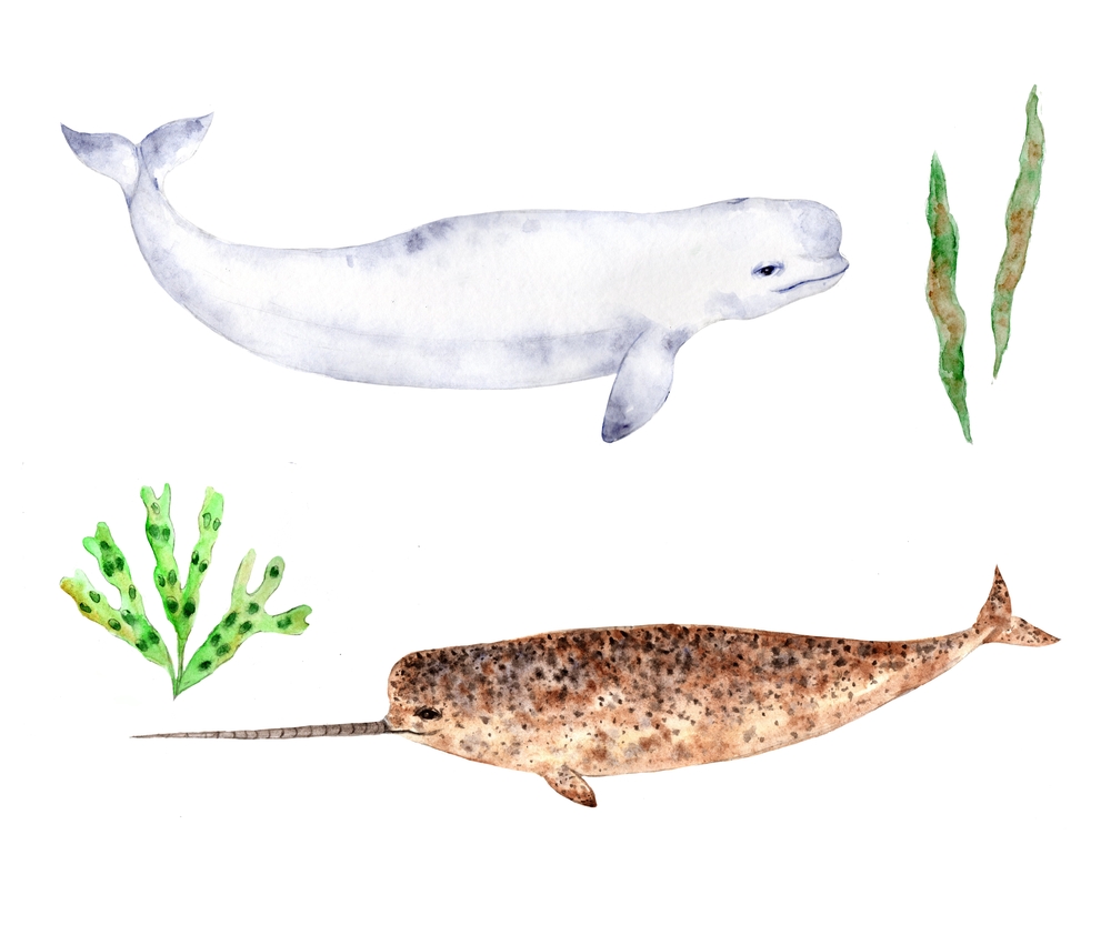 Hand,Drawn,Watercolor,Illustration,With,Beluga,Whale,,Narwhal,,Seaweed,,Kelp