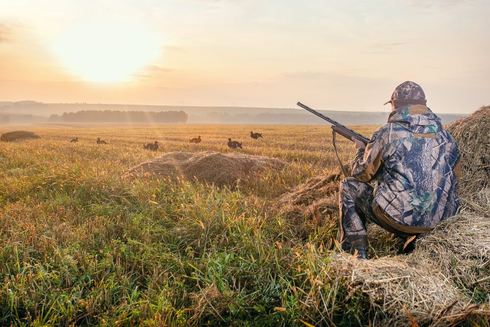 Hunter,In,Camouflage,With,A,Gun,Hunting,On,Black,Grouse.