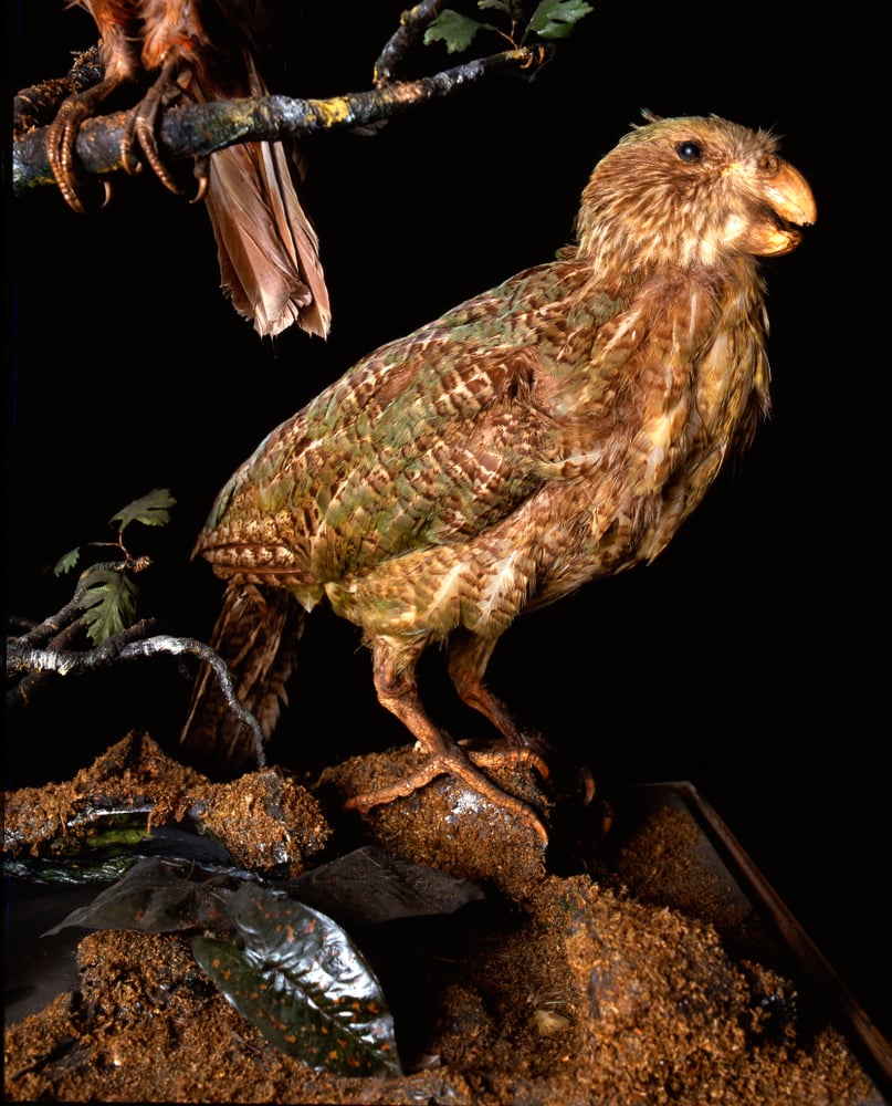 Kakapo,Endemic,To,New,Zealand