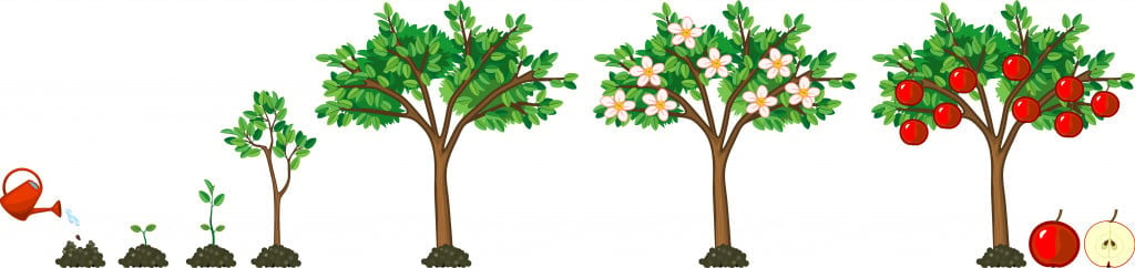 Life cycle of apple tree