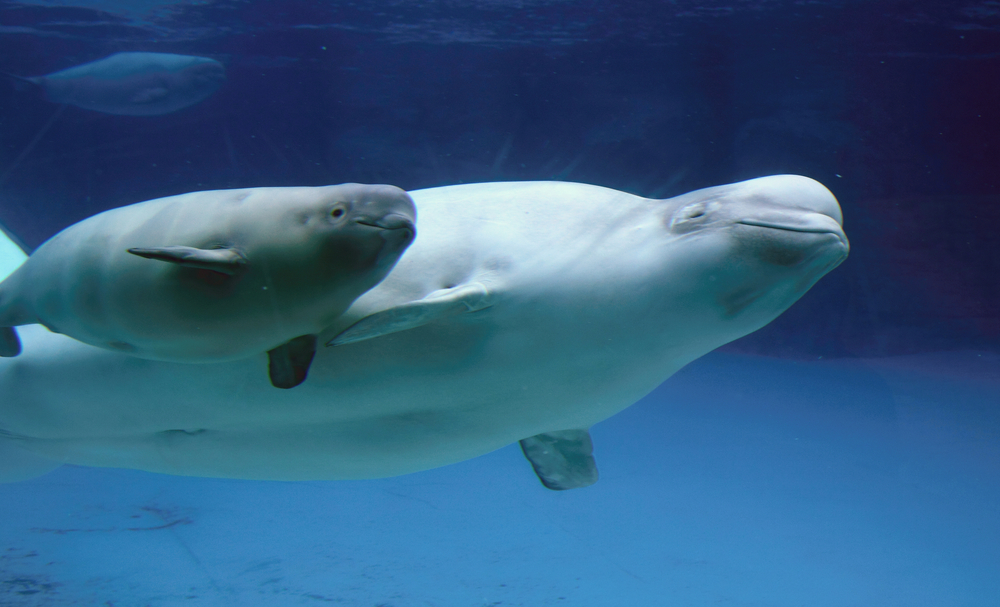Mommy,And,Baby,Beluga