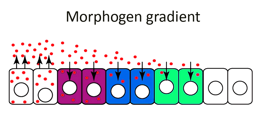 Morphogen