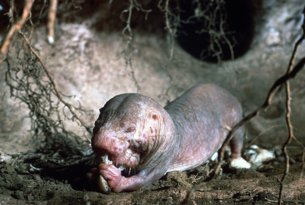 Naked,Molerat,Heterocephalus,Glaber,Juvenile,In,Underground,Chamber,,Feeding,Autocoprophagy.