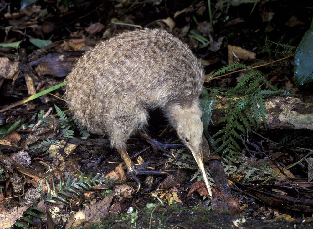 New,Zealand,,A,Little,Spotted,Kiwi.