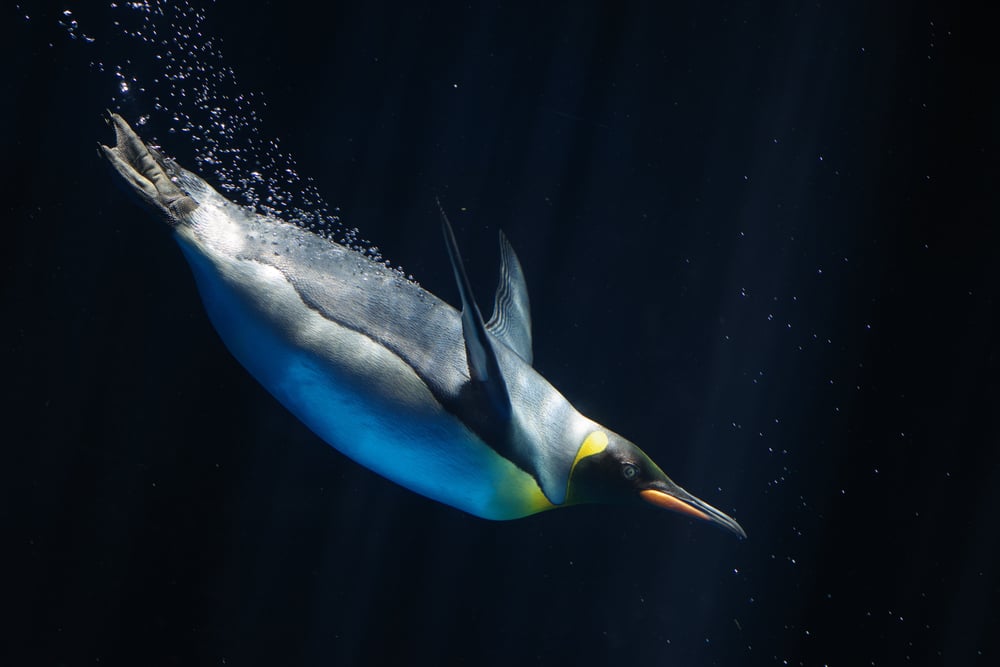 Photo,Of,An,Elegant,Emperor,Penguin,Underwater