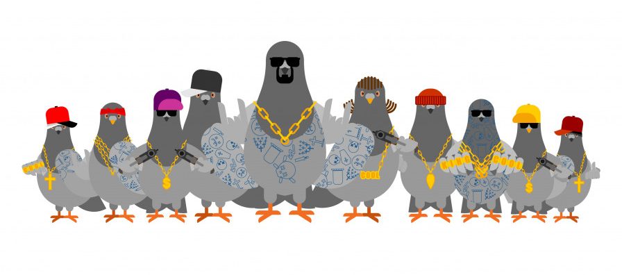 Pigeon gangster gang set