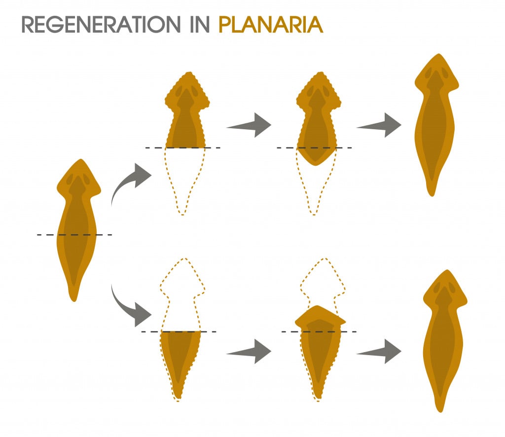 Regeneration in Planaria.Illustration Vector EPS10 on white background.