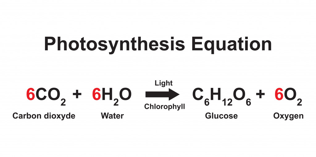 Scientific Designing Of Photosynthesis Equation