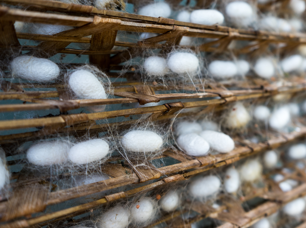 Silkworm,Cocoons,On,A,Wooden,Frame.,Taken,In,A,Silk