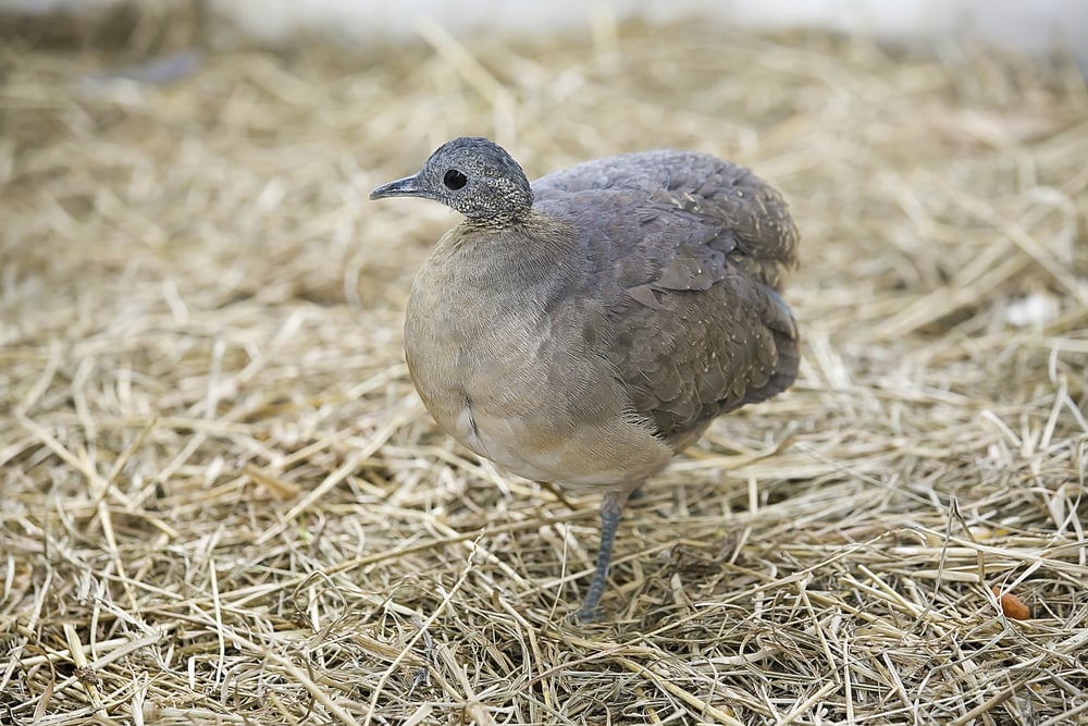 Solitary,Tinamou,,Tinamus,Solitarius,,Bird,Of,The,Tinamidae,Family,,Endemic