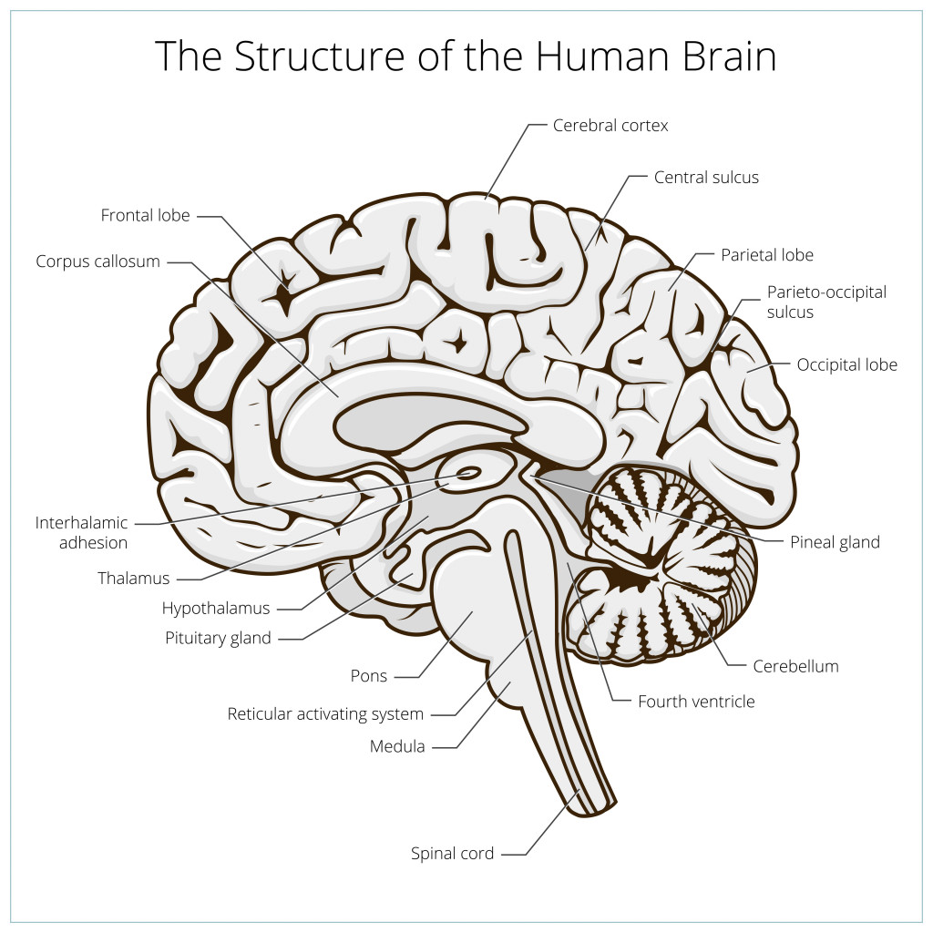 Structure of human brain section schematic vector illustration. Medical science educational illustration