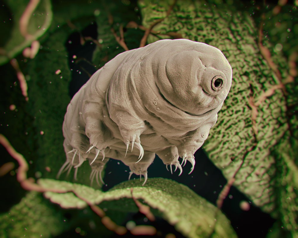 Tardigrade,(water,Bear).,3d,Rendered,Illustration.