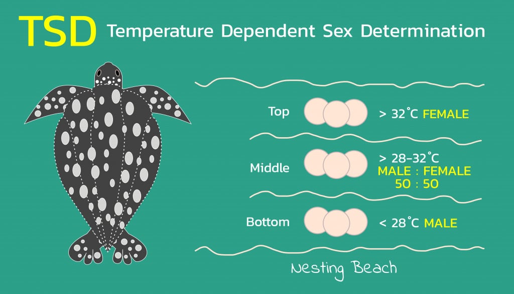 Temperature Dependent Sex Determination (TSD) of sea turtles