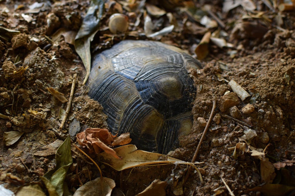 Turtle,Hibernating,Under,Soil,On,A,Cold,Winter,Day.,Selective