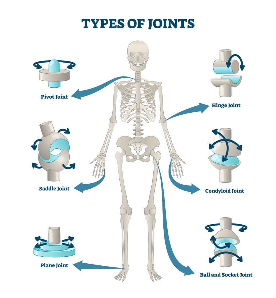 Types of joints vector illustration. Labeled skeleton connections scheme
