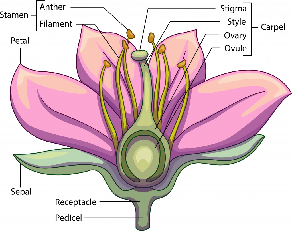 Vector illustration of schematic longitudinal section of a flower with labeled parts