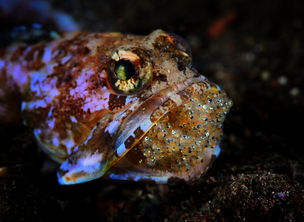 Yellowbarred,Jawfish,With,Eggs,(opistognathus,Sp).,The,Male,Jawfish,Hatches