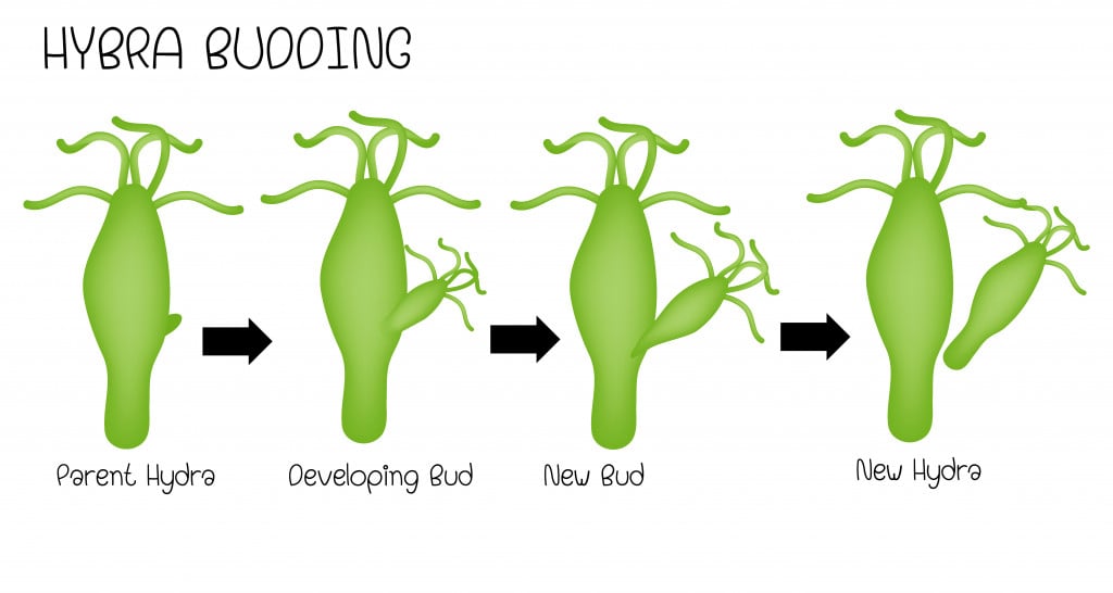 budding in hydra