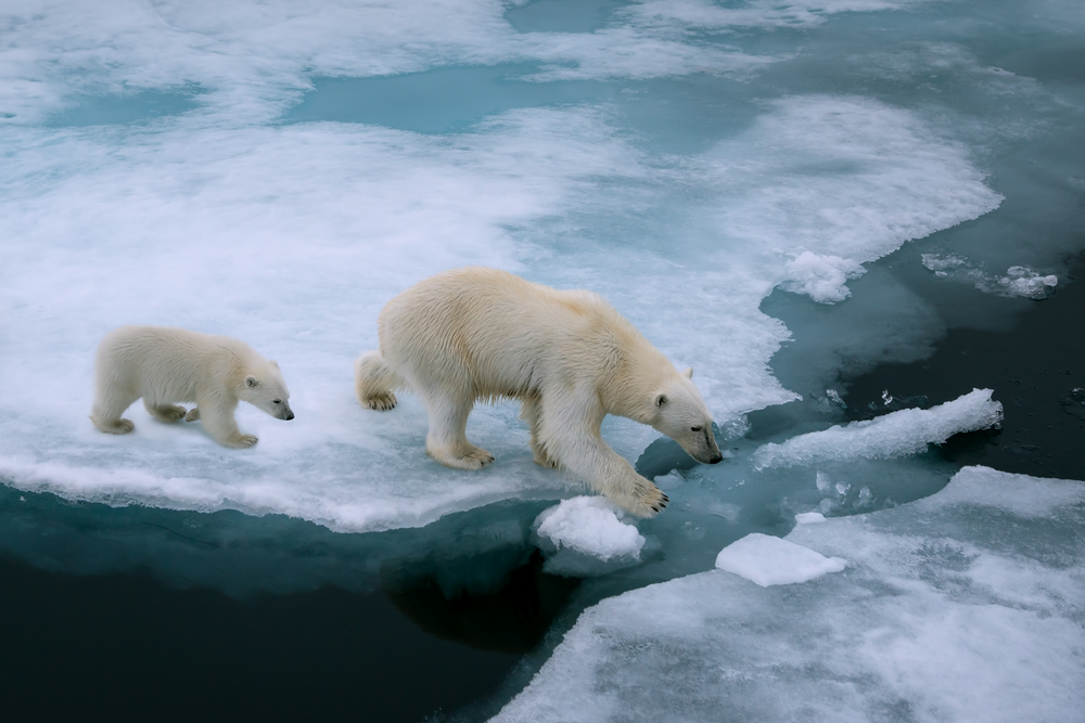 High,Angle,Of,Mother,Polar,Bear,And,Cub,Walking,On