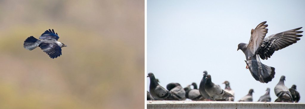 jackdow and common pigeon