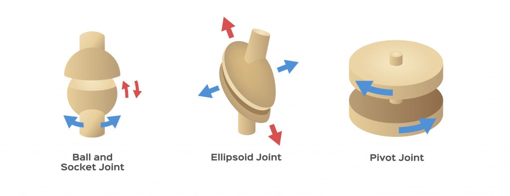 joint and bone type vector 2