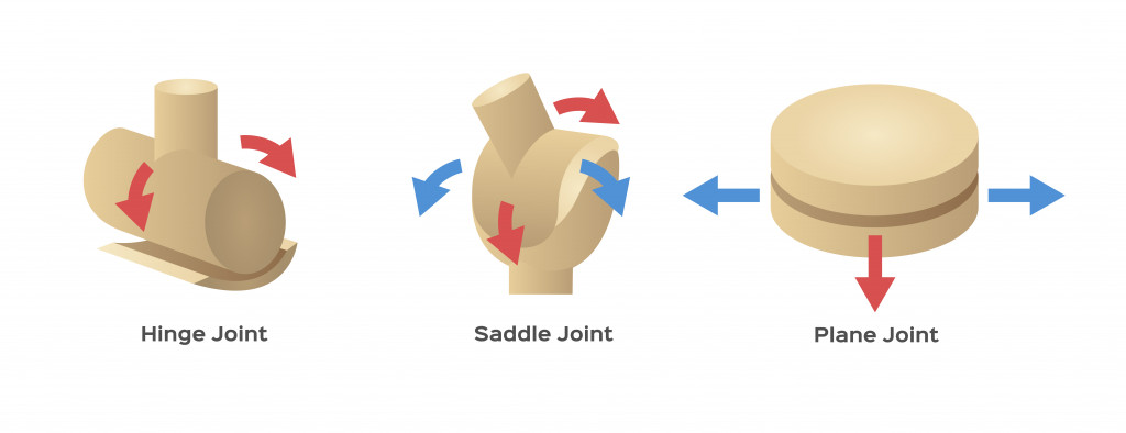 joint and bone type vector