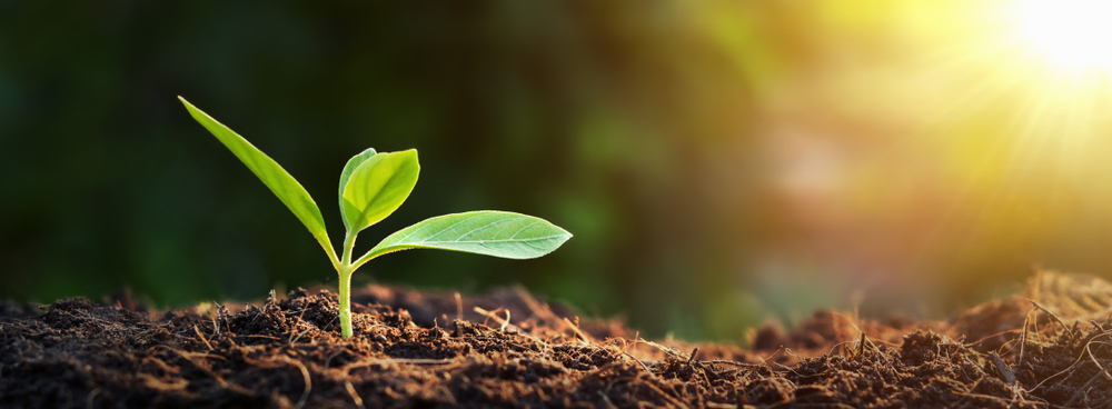 Panorama,Small,Tree,Growing,With,Sunrise.,Green,World,And,Earth