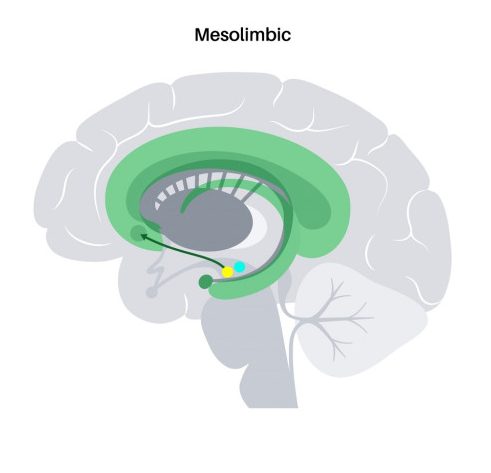 pamine pathway in the human brain. Monoamine neurotransmitter. Motivational component of reward motivated
