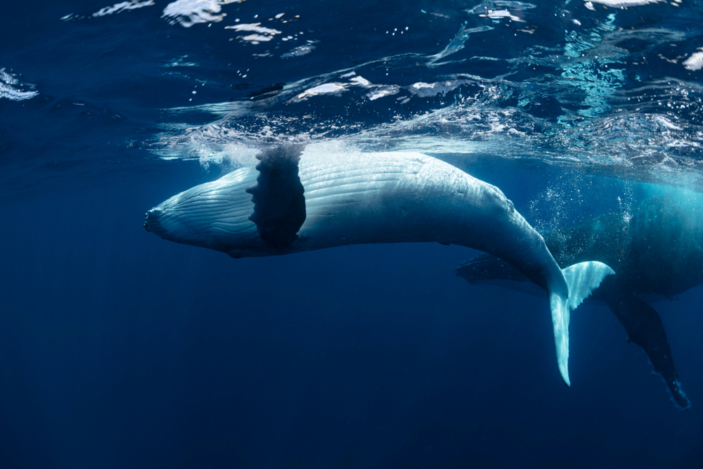 A,Baby,Humpback,Whale,Rolls,Near,The,Surface,In,Blue