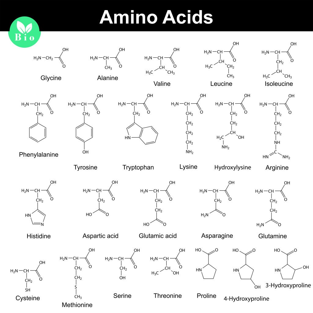 Biogenic amino acids, molecular structures
