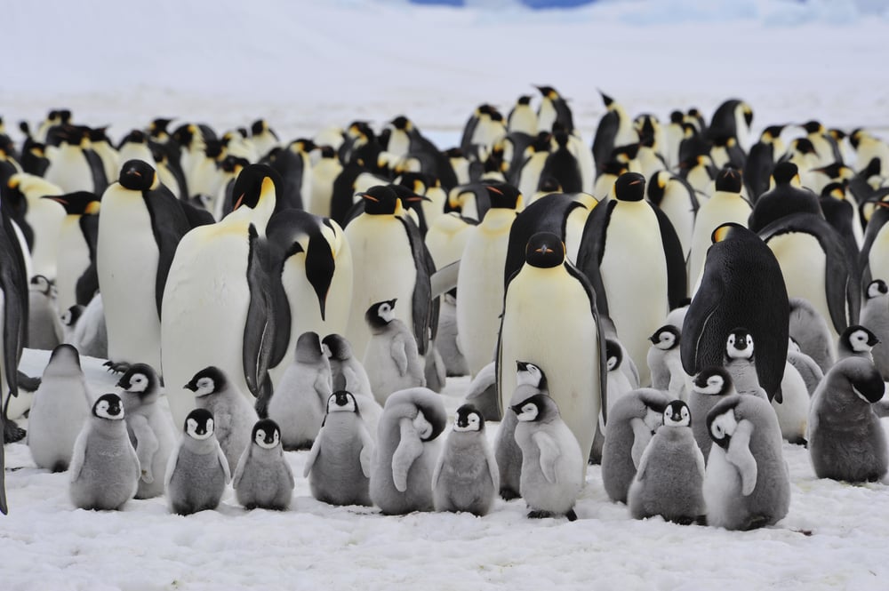 Emperor,Penguins,With,Chick