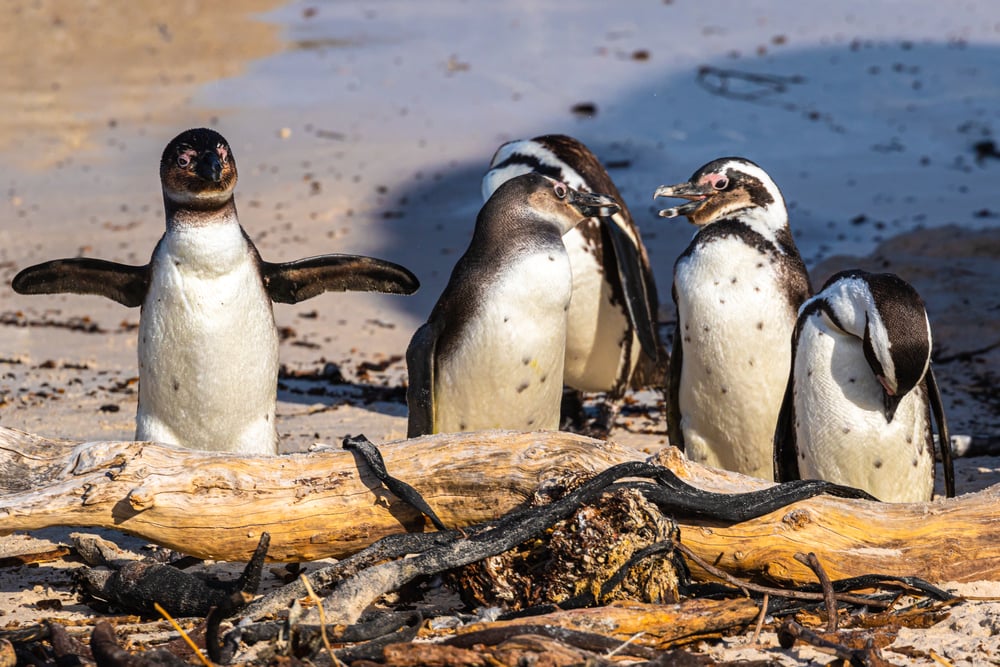 Humboldt,Penguin,Colony,(spheniscus,Humboldti),In,South,Africa