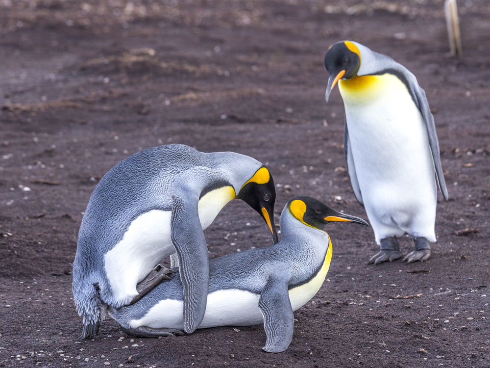 Mating,King,Penguins