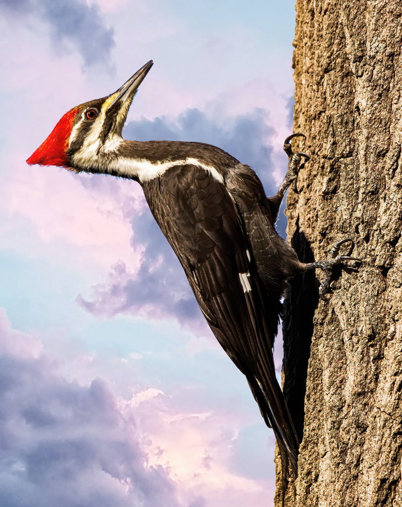Pileated,Woodpecker,Clinging,To,A,Tree,In,A,Forest.