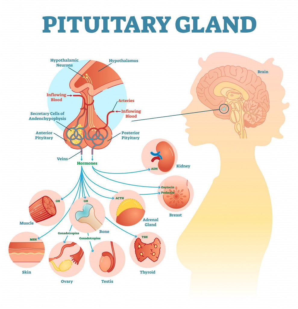 Pituitary gland anatomical vector illustration