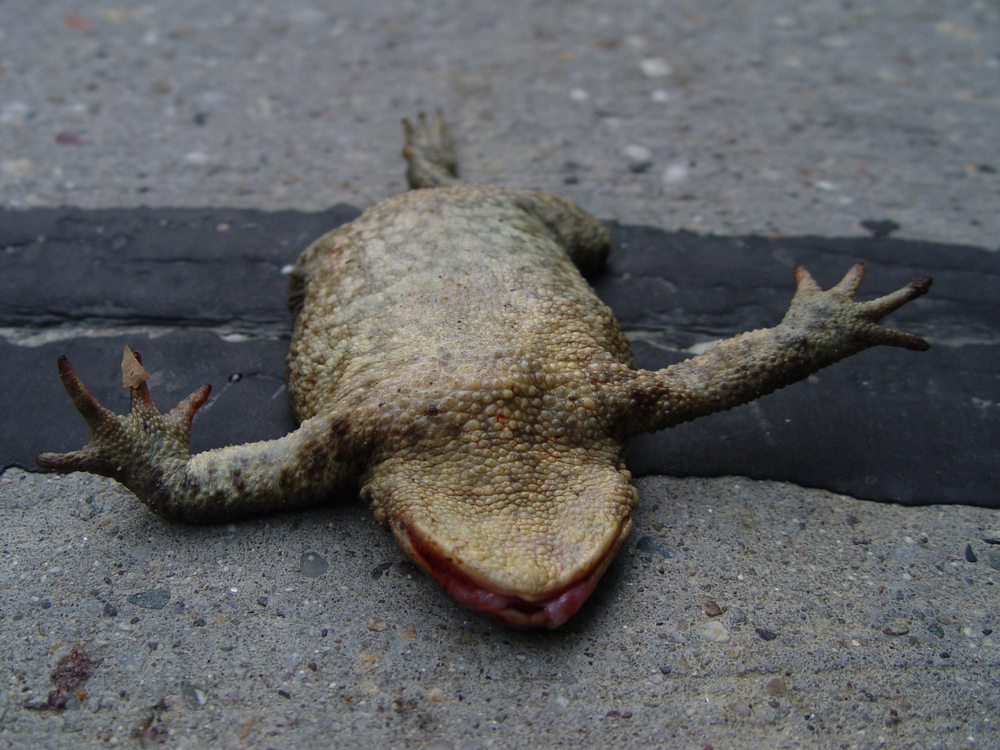 Roadkill,Reptiles,Dead